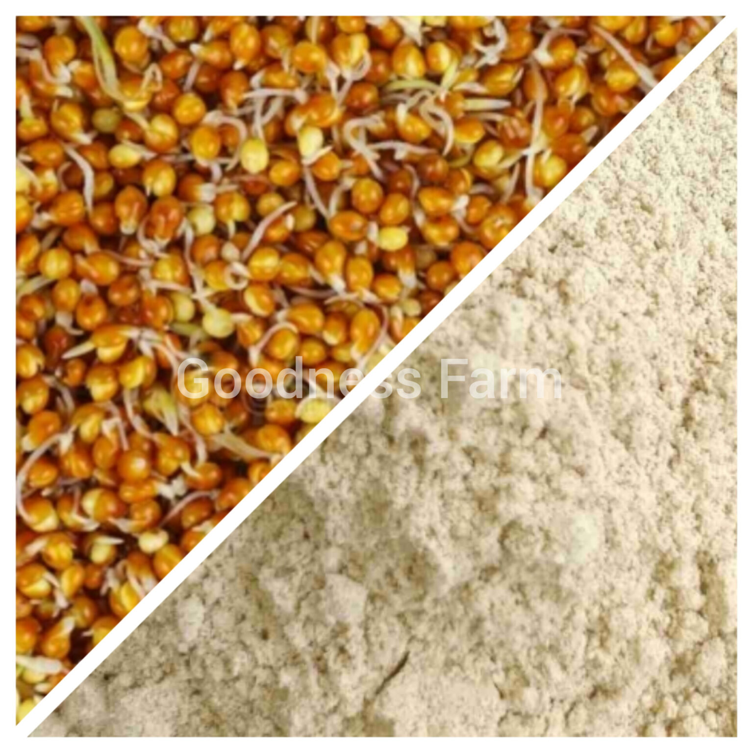 Kodo Millet Sprouted Flour Gms Goodness Farm