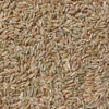 Samba/ Khapli/ Emmer Wheat Whole (500 G)