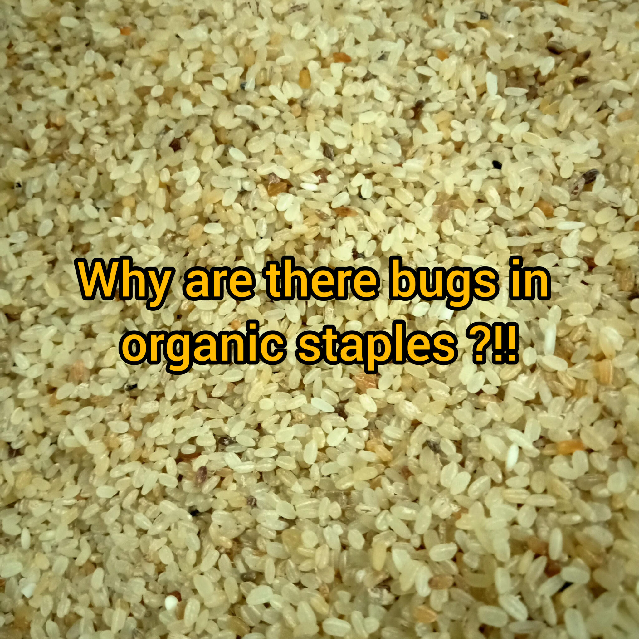 why-are-there-bugs-in-organic-staple-goodness-farm