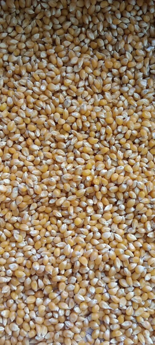 Corn/ Maize Pop kernels (native variety) (250 g)