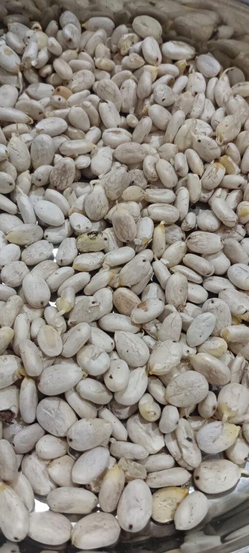 Castor Seeds- Sprouted and Deskinned, Organic (25 G)