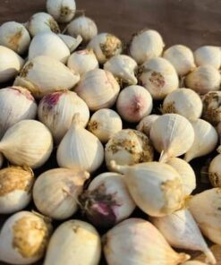 Smoked Single Clove Garlic (250 G)